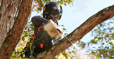 Arborist with chainsaw