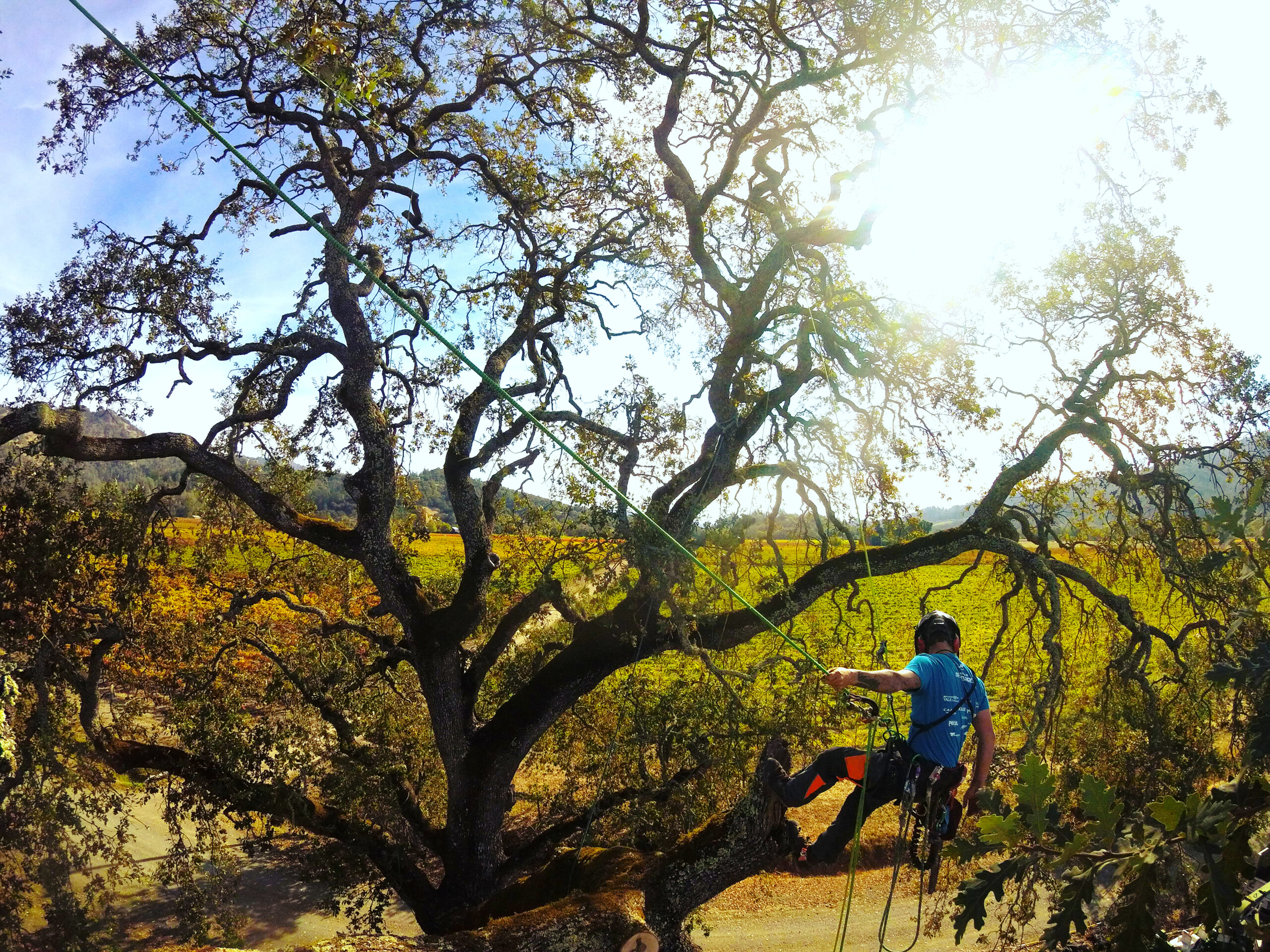Arborist in tree with sunset
